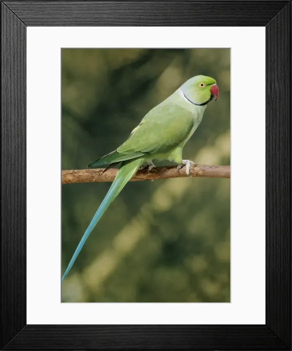 Framed Print : Rose Ringed Parakeet AP 747 Indian ring-necked © Dennis Avon / ARDEA LONDON Framed Print : Rose Ringed Parakeet AP 747 Indian ring-necked © Dennis Avon / ARDEA LONDON