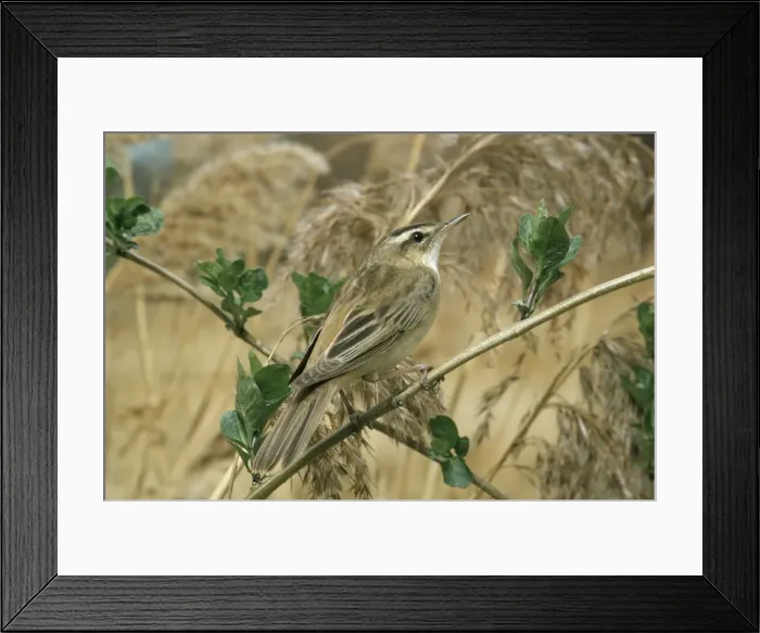 Framed Print : Sedge Warbler AP 772 Acrocephalus schoenobaenus © Dennis Avon / ARDEA LONDON Framed Print : Sedge Warbler AP 772 Acrocephalus schoenobaenus © Dennis Avon / ARDEA LONDON