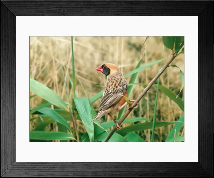 Framed Print : Red-Billed Quelea AP 858 Quelea quelea © Dennis Avon / ARDEA LONDON Framed Print : Red-Billed Quelea AP 858 Quelea quelea © Dennis Avon / ARDEA LONDON