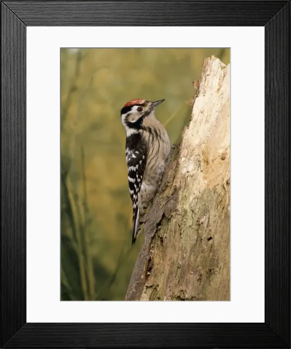 Framed Print : Lesser Spotted Woodpecker AP 886 © Dennis Avon / ARDEA LONDON Framed Print : Lesser Spotted Woodpecker AP 886 © Dennis Avon / ARDEA LONDON