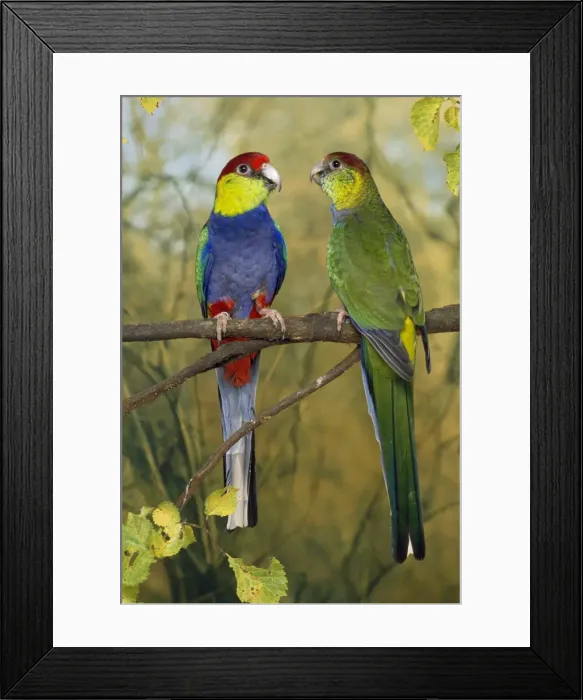Framed Print : Red-capped Parrots Framed Print : Red-capped Parrots
