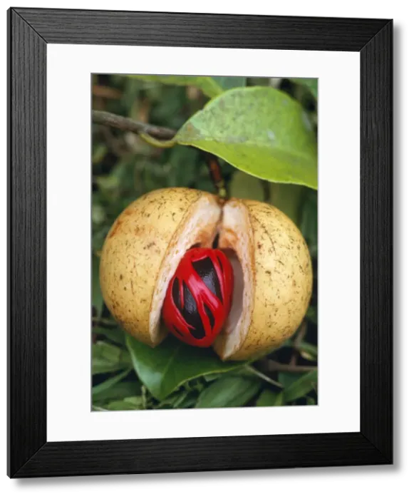 Framed Print : Nutmeg & Mace - on tree Framed Print : Nutmeg & Mace - on tree