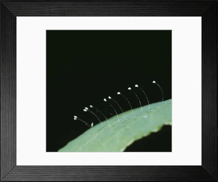 Framed Print : Lacewing Eggs Fam: Chrysopidae Framed Print : Lacewing Eggs Fam: Chrysopidae