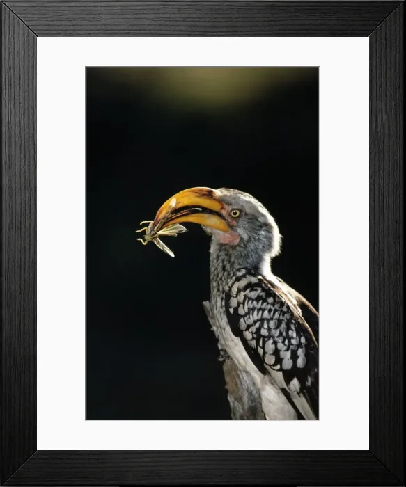Framed Print : Yellow-billed Hornbill ASW 153 Close-up, with insect prey in beak - Africa Lophoceros flavirostris © A. Weaving / ARDEA LONDON Framed Print : Yellow-billed Hornbill ASW 153 Close-up, with insect prey in beak - Africa Lophoceros flavirostris © A. Weaving / ARDEA LONDON