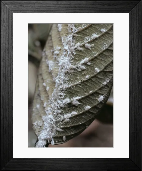 Framed Print : Mealybug ASW 1892 On Guava Planococcus sp. © Alan Weaving  /  ARDEA LONDON