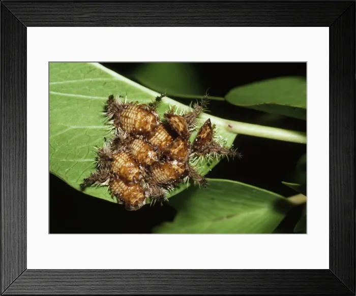 Framed Print : Tortoise Beetle - pupae Malindi, Kenya, Africa Framed Print : Tortoise Beetle - pupae Malindi, Kenya, Africa