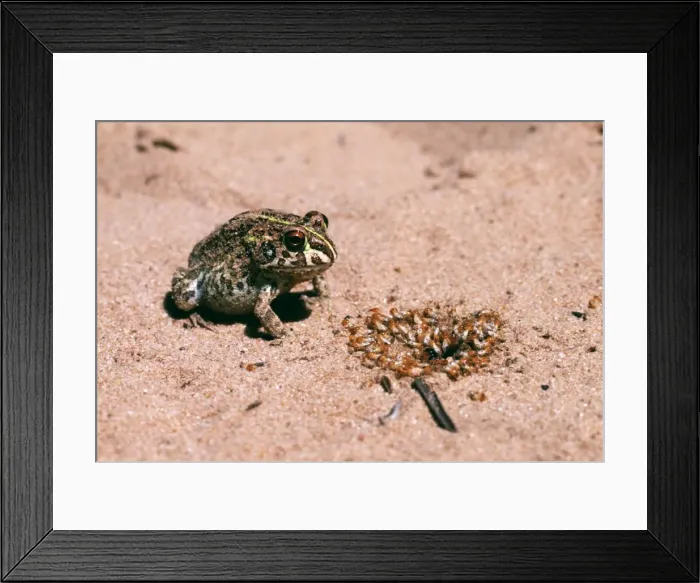 Framed Print : Bullfrog ASW 2388 Eating termites, Zululand, S. Africa Pyxicephalus adspersus © Alan Weaving / ARDEA LONDON Framed Print : Bullfrog ASW 2388 Eating termites, Zululand, S. Africa Pyxicephalus adspersus © Alan Weaving / ARDEA LONDON