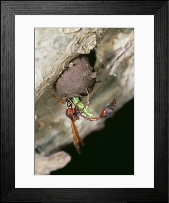 Framed Print : Potter Wasp ASW 2610 Provisioning nest eumenide © Alan Weaving / ARDEA LONDON Framed Print : Potter Wasp ASW 2610 Provisioning nest eumenide © Alan Weaving / ARDEA LONDON