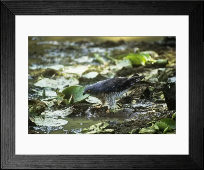 Framed Print : African Baza / Cuckko Hawk Framed Print : African Baza / Cuckko Hawk