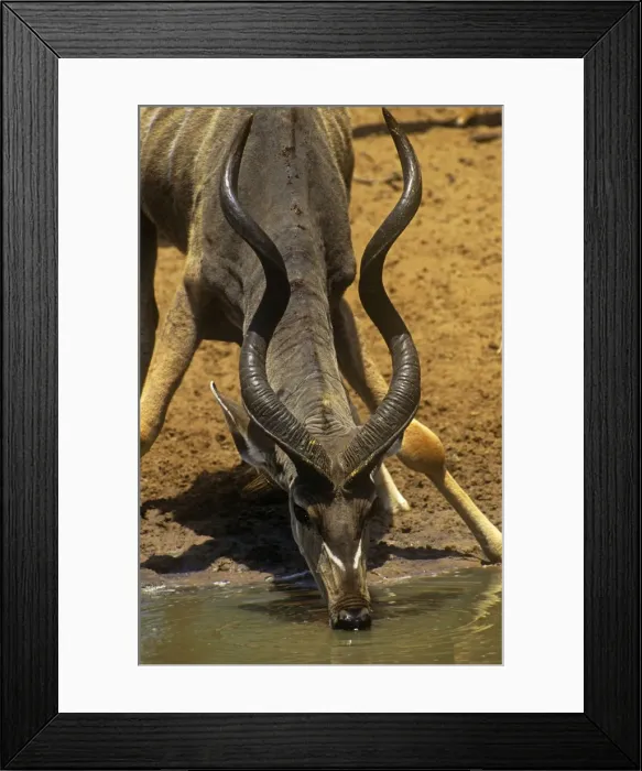 Framed Print : Greater Kudu - bull with snare on neck Framed Print : Greater Kudu - bull with snare on neck