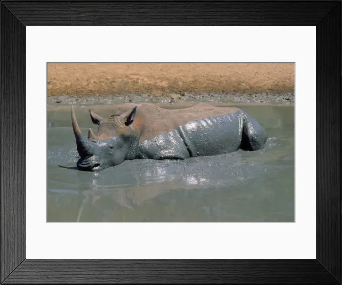 Framed Print : White Rhino Framed Print : White Rhino