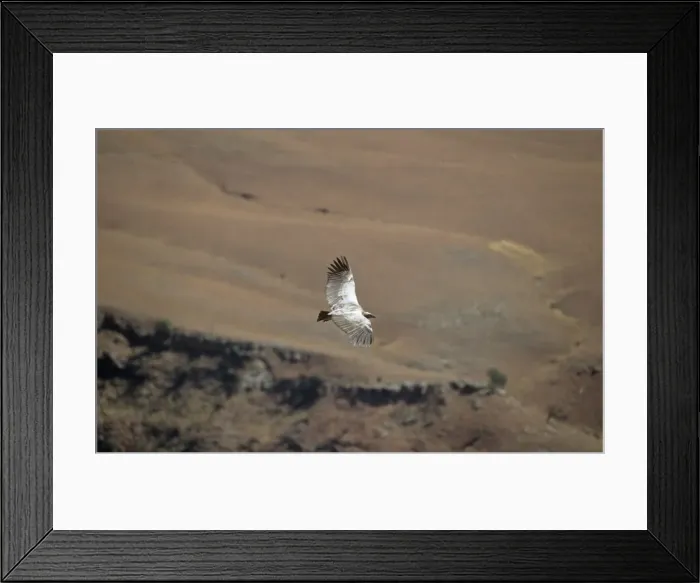 Framed Print : Cape Vulture - in flight Framed Print : Cape Vulture - in flight