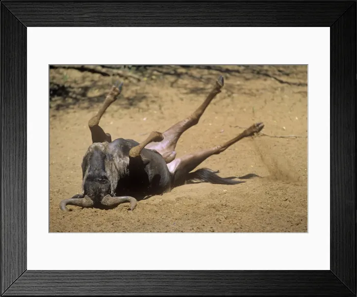 Framed Print : Blue Wildebeest - rolling Framed Print : Blue Wildebeest - rolling