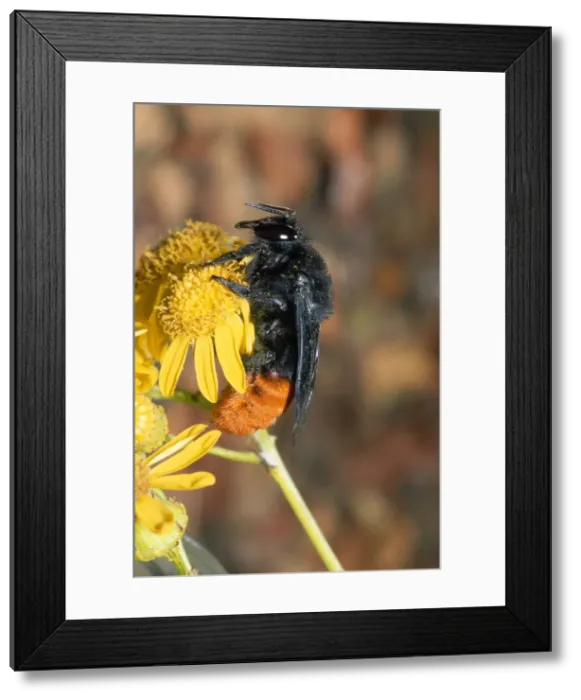 Framed Print : Mason Bee family: Megachilidae Eastern Cape South Africa Framed Print : Mason Bee family: Megachilidae Eastern Cape South Africa