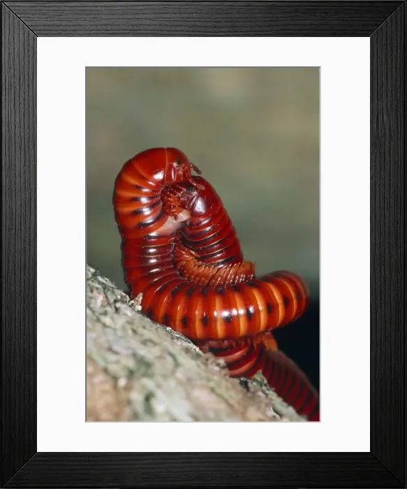 Framed Print : Millipedes - mating Kwazulu Natal, South Africa Framed Print : Millipedes - mating Kwazulu Natal, South Africa