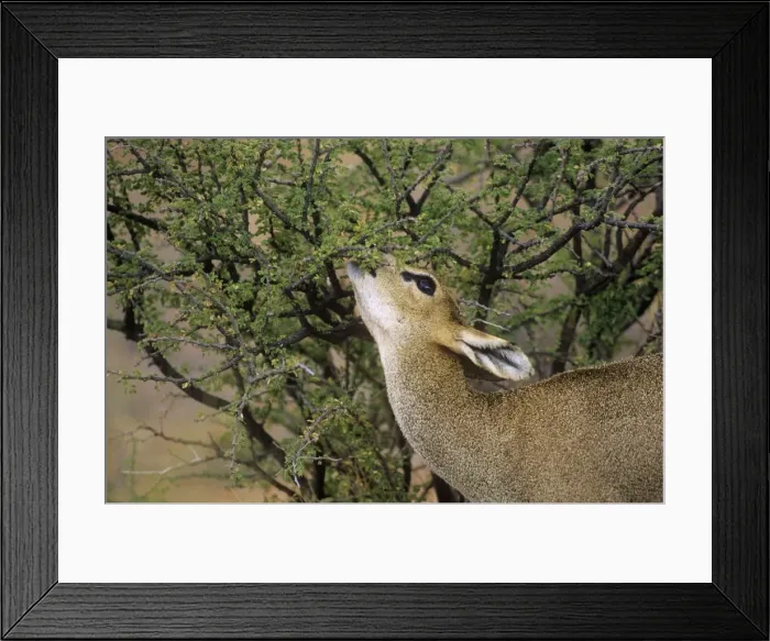 Framed Print : Klipspringer - female browsing Augrabies Falls National Park - South Africa Framed Print : Klipspringer - female browsing Augrabies Falls National Park - South Africa