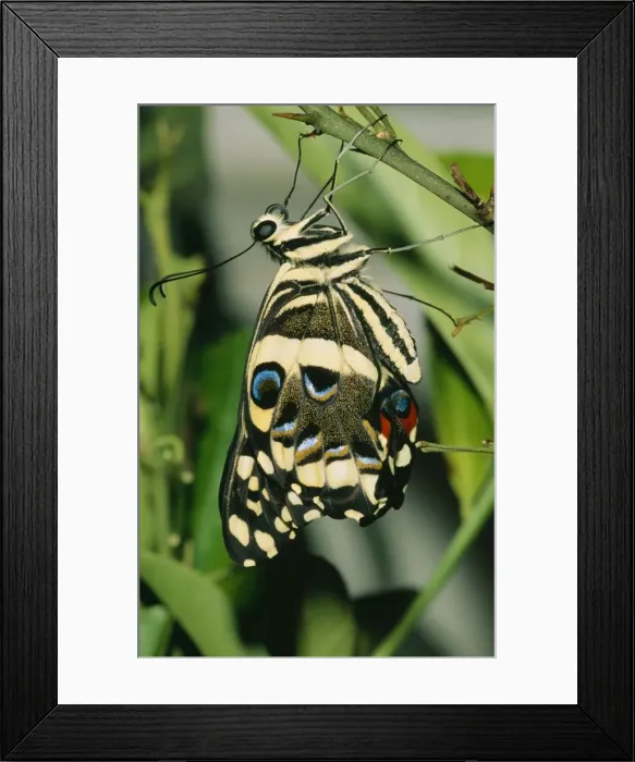 Framed Print : Citrus Swallowtail ASW 3819 Imago, expanding wings. © Alan weaving / ARDEA LONDON Framed Print : Citrus Swallowtail ASW 3819 Imago, expanding wings. © Alan weaving / ARDEA LONDON
