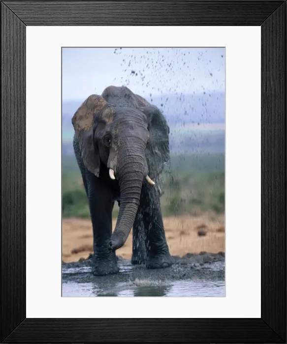 Framed Print : African Elephant ASW 3837 Squirting mud, Addo Nat. Park, S. Africa Loxodonta africana © Alan Weaving / ARDEA LONDON Framed Print : African Elephant ASW 3837 Squirting mud, Addo Nat. Park, S. Africa Loxodonta africana © Alan Weaving / ARDEA LONDON
