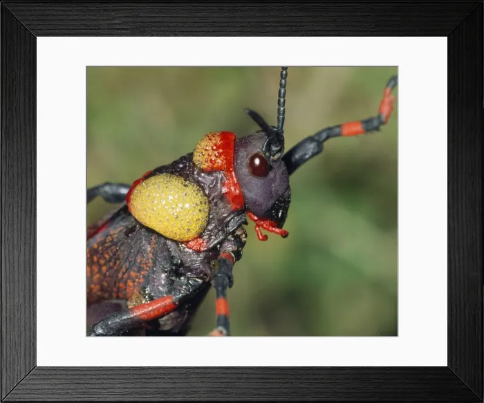 Framed Print : Pyrgomorphid Grasshopper - foaming in self defence South Africa Framed Print : Pyrgomorphid Grasshopper - foaming in self defence South Africa