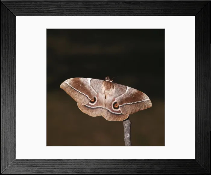 Framed Print : Emperor Mopane Moth ASW 407 Gonimbrasia belina © Alan Weaving / ARDEA LONDON Framed Print : Emperor Mopane Moth ASW 407 Gonimbrasia belina © Alan Weaving / ARDEA LONDON