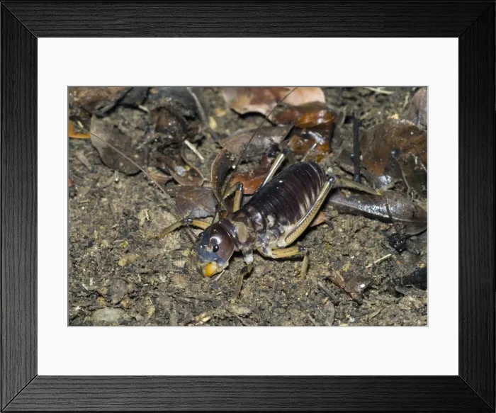 Framed Print : King Cricket - male. Spend day in underground burrows emerging at night to feed on small animals and plant material. Grahamstown - Eastern Cape - South Africa. Fam: Anostostomatidae (can also beMimnermidae)