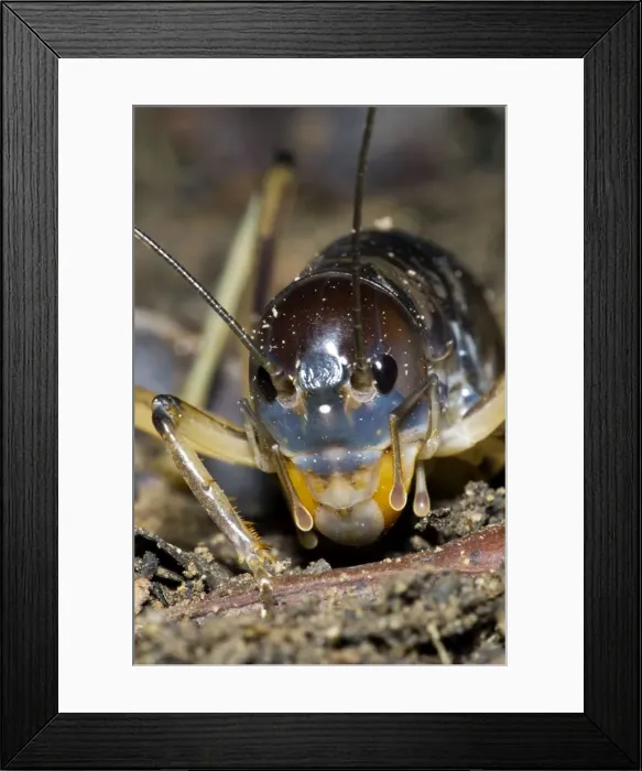 Framed Print : King Cricket - male. Spend day in underground burrows emerging at night to feed on small animals and plant material. Grahamstown - Eastern Cape - South Africa. Fam: Anostostomatidae (can also beMimnermidae) Framed Print : King Cricket - male. Spend day in underground burrows emerging at night to feed on small animals and plant material. Grahamstown - Eastern Cape - South Africa. Fam: Anostostomatidae (can also beMimnermidae)