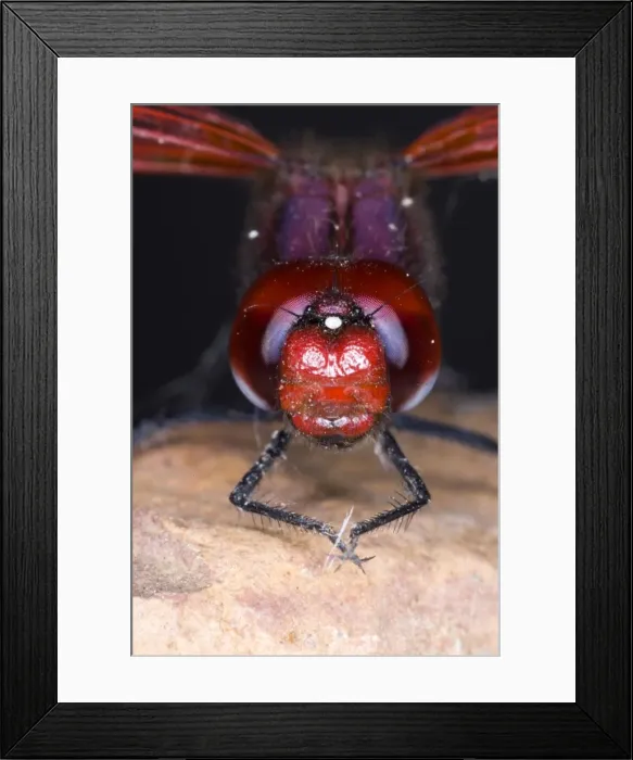 Framed Print : Red-veined Dropwing dragonfly. Close up of male head. Grahamstown, Eastern Cape, South Africa Framed Print : Red-veined Dropwing dragonfly. Close up of male head. Grahamstown, Eastern Cape, South Africa
