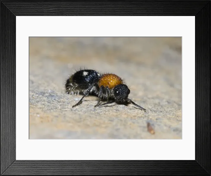 Framed Print : Velvet Ant - female. Parasite of various immature stages of other insects. Grahamstown, Eastern Cape, South Africa Framed Print : Velvet Ant - female. Parasite of various immature stages of other insects. Grahamstown, Eastern Cape, South Africa