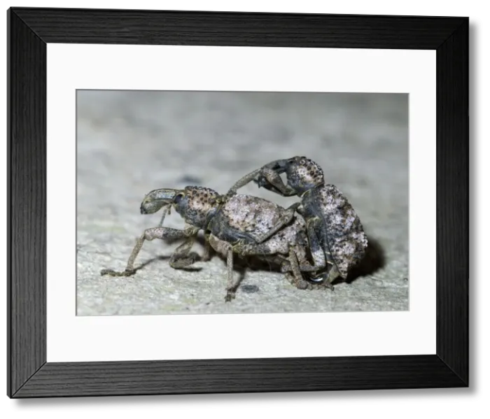 Framed Print : Lily weevils mating. Ground dwelling beetle, feeding on foliage of various plants, including aloes. Endemic to Eastern Cape. Grahamstown, Eastern Cape, South Africa Framed Print : Lily weevils mating. Ground dwelling beetle, feeding on foliage of various plants, including aloes. Endemic to Eastern Cape. Grahamstown, Eastern Cape, South Africa