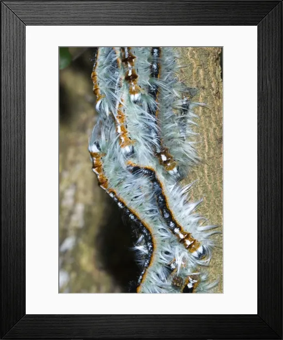 Framed Print : Lappet  /  Eggar moth caterpillars congregating on branch whilst moulting. Grahamstown, Eastern Cape, South Africa