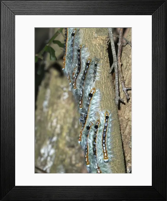 Framed Print : Lappet / Eggar moth caterpillars congregating on branch whilst moulting. Grahamstown, Eastern Cape, South Africa Framed Print : Lappet / Eggar moth caterpillars congregating on branch whilst moulting. Grahamstown, Eastern Cape, South Africa