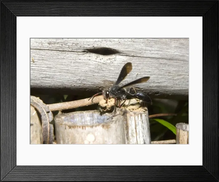 Framed Print : Solitary wasp carrying clod of earth for sealing nest entrance. Sam Knott Nature Reserve, nr Grahamstown, Eastern Cape, South Africa Framed Print : Solitary wasp carrying clod of earth for sealing nest entrance. Sam Knott Nature Reserve, nr Grahamstown, Eastern Cape, South Africa