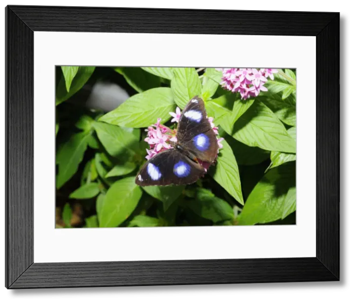 Framed Print : Great Eggfly / Common Eggfly male butterfly. Occurs from Madagascar to South ands East Asia,s Pacific islands, Australia, New Zealand and Japan. Fort Lauderdale, Florida, USA Framed Print : Great Eggfly / Common Eggfly male butterfly. Occurs from Madagascar to South ands East Asia,s Pacific islands, Australia, New Zealand and Japan. Fort Lauderdale, Florida, USA