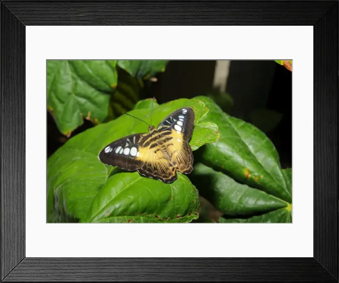 Framed Print : Brown Clipper Butterfly. Forest dweller flying below canopy; bask on branches and leaves in sunlight. Occur in Malaysia and Philippines. Fort Lauderdale, Florida, USA Framed Print : Brown Clipper Butterfly. Forest dweller flying below canopy; bask on branches and leaves in sunlight. Occur in Malaysia and Philippines. Fort Lauderdale, Florida, USA