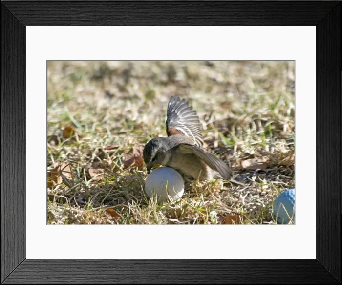 Framed Print : Cape Sparrow - female attempting to incubate a golf ball, behaviour probably triggered by the ball's shape. Endemic in South Africa, Botswana, Namibia and coastal Angola - Grahamstown, Eastern Cape, South Africa Framed Print : Cape Sparrow - female attempting to incubate a golf ball, behaviour probably triggered by the ball's shape. Endemic in South Africa, Botswana, Namibia and coastal Angola - Grahamstown, Eastern Cape, South Africa