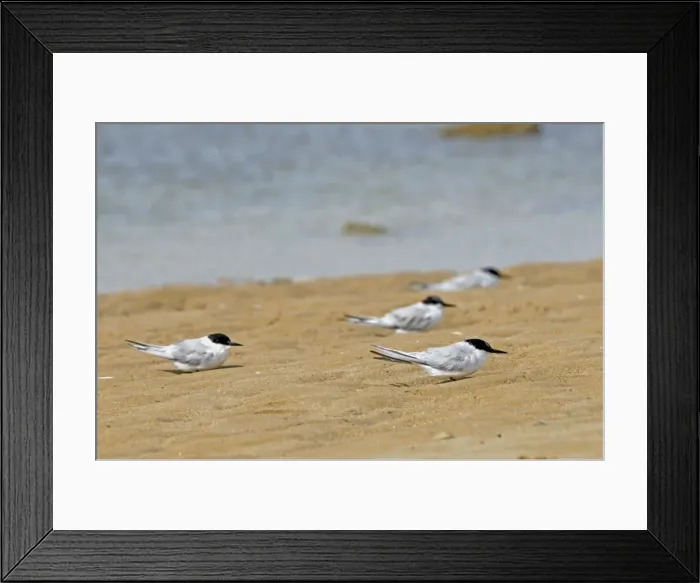 Framed Print : Damara Terns - resting on beach - Endemic to western seaboard of Africa from Algoa Bay to Ghana, inhabiting coastal habitats. Cape Recife Nature Reserve, Port Elizabeth, South Africa Framed Print : Damara Terns - resting on beach - Endemic to western seaboard of Africa from Algoa Bay to Ghana, inhabiting coastal habitats. Cape Recife Nature Reserve, Port Elizabeth, South Africa