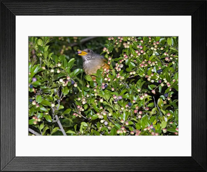 Framed Print : Olive Thrush - feeding on fruits of cat thorn bush (Scutia myrtina) - Grahamstown, Eastern Cape, South Africa
