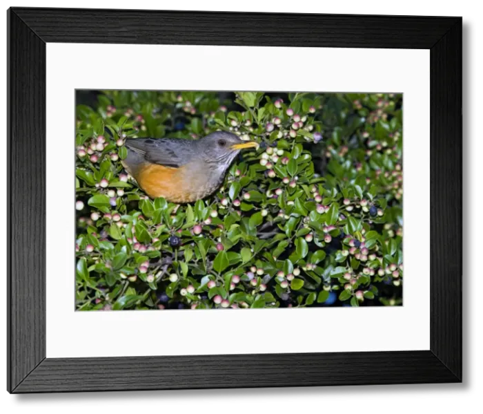 Framed Print : Olive Thrush - on cat thorn bush (Scutia myrtina) - Grahamstown, Eastern Cape, South Africa Framed Print : Olive Thrush - on cat thorn bush (Scutia myrtina) - Grahamstown, Eastern Cape, South Africa