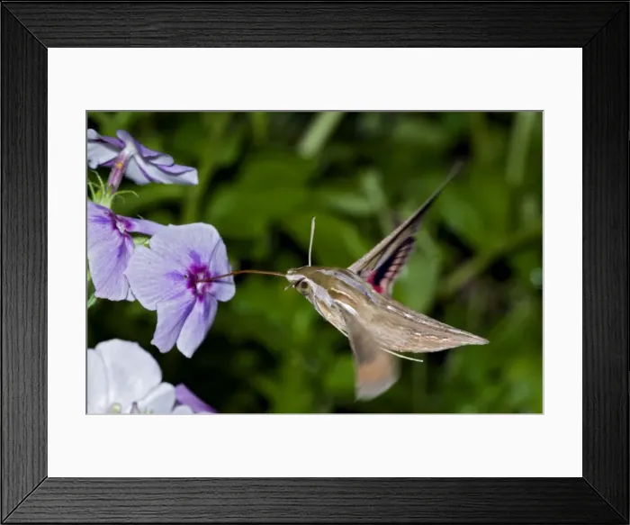 Framed Print : Silver-striped Hawkmoth - drinking nectar from flowers. Grahamstown, Eastern Cape, South Africa Framed Print : Silver-striped Hawkmoth - drinking nectar from flowers. Grahamstown, Eastern Cape, South Africa