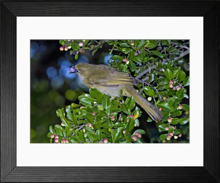 Framed Print : Sombre Greenbul / Sombre Bulbul - feeding on fruits of Cat-thorn (Scutia myrtina). Endemic to eastern and southern coastal regions of Africa as far as Cape Town, extending inland to varying degrees - Grahamstown, Eastern Cape, South Africa Framed Print : Sombre Greenbul / Sombre Bulbul - feeding on fruits of Cat-thorn (Scutia myrtina). Endemic to eastern and southern coastal regions of Africa as far as Cape Town, extending inland to varying degrees - Grahamstown, Eastern Cape, South Africa