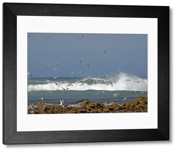 Framed Print : Terns (mixture of species) flying over roosting colony at low tide. Cape Recife Nature Reserve, Port Elizabeth, South Africa Framed Print : Terns (mixture of species) flying over roosting colony at low tide. Cape Recife Nature Reserve, Port Elizabeth, South Africa