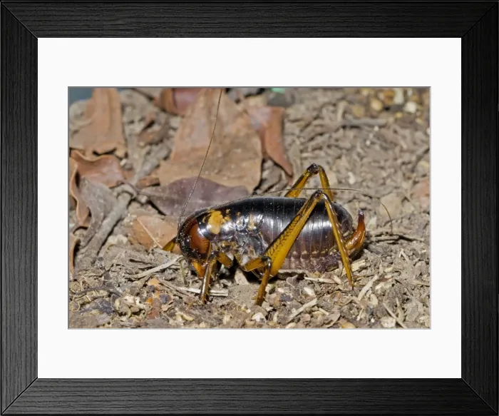 Framed Print : King Cricket - female - Nocturnal omnivore living in subterranean burrows -Grahamstown, Eastern Cape, South Africa Framed Print : King Cricket - female - Nocturnal omnivore living in subterranean burrows -Grahamstown, Eastern Cape, South Africa