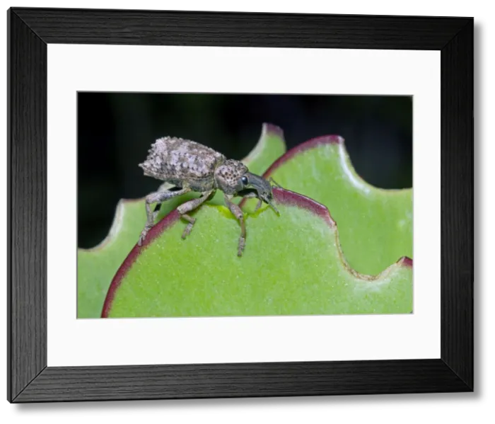 Framed Print : Lily Weevil - feeding on leaves of Pig's Ears (Cotyledon orbiculata) - Grahamstown, Eastern Cape, South Africa Framed Print : Lily Weevil - feeding on leaves of Pig's Ears (Cotyledon orbiculata) - Grahamstown, Eastern Cape, South Africa