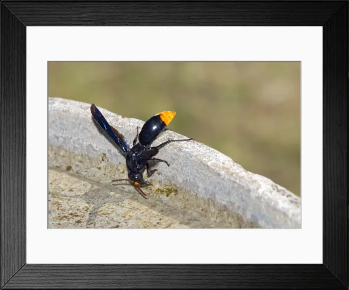Framed Print : Mason Wasp - collecting water from birdbath for making mud for nest building. Occurs in eastern areas of southern Africa. Grahamstown, Eastern Cape, South Africa Framed Print : Mason Wasp - collecting water from birdbath for making mud for nest building. Occurs in eastern areas of southern Africa. Grahamstown, Eastern Cape, South Africa