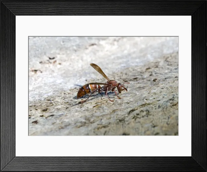 Framed Print : Paper Wasp - drinking water at birdbath. Occurs in eastern areas of southern Africa. Grahamstown, Eastern cape, South Africa Framed Print : Paper Wasp - drinking water at birdbath. Occurs in eastern areas of southern Africa. Grahamstown, Eastern cape, South Africa