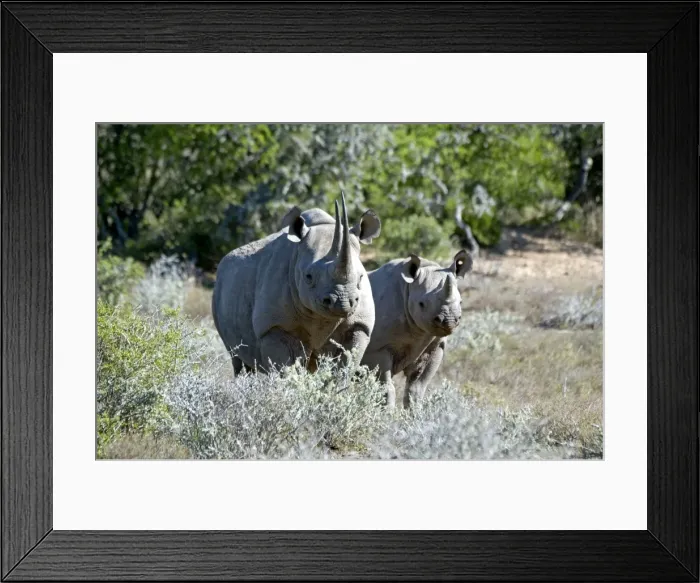 Framed Print : Black Rhinoceros - mother with calf - Sam Knott Nature Reserve - Eastern Cape - South Africa Framed Print : Black Rhinoceros - mother with calf - Sam Knott Nature Reserve - Eastern Cape - South Africa