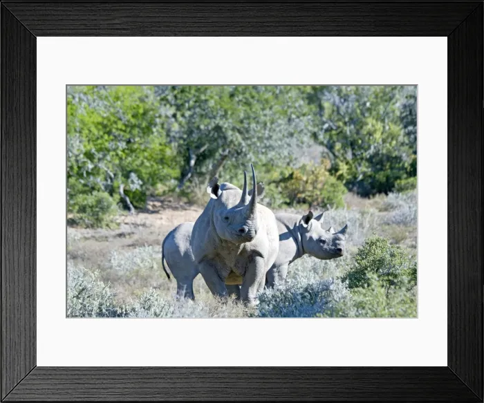 Framed Print : Black Rhinoceros - mother with calf - Sam Knott Nature Reserve - Eastern Cape - South Africa Framed Print : Black Rhinoceros - mother with calf - Sam Knott Nature Reserve - Eastern Cape - South Africa