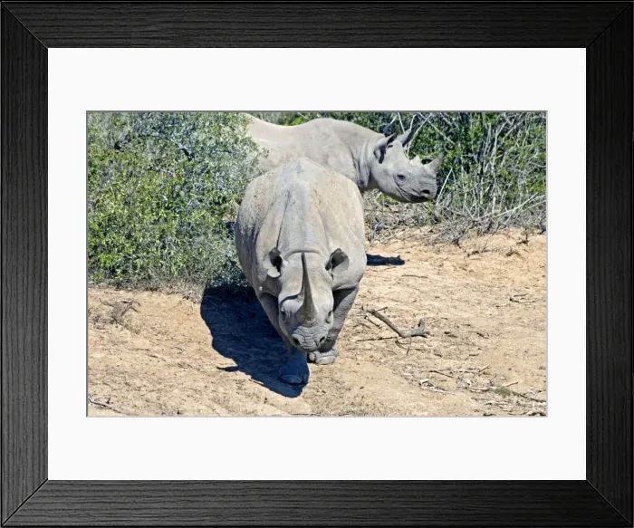 Framed Print : Black Rhinoceros - showing head-low (combat) posture preparing to charge - Sam Knott Nature Reserve - Eastern Cape - South Africa Framed Print : Black Rhinoceros - showing head-low (combat) posture preparing to charge - Sam Knott Nature Reserve - Eastern Cape - South Africa