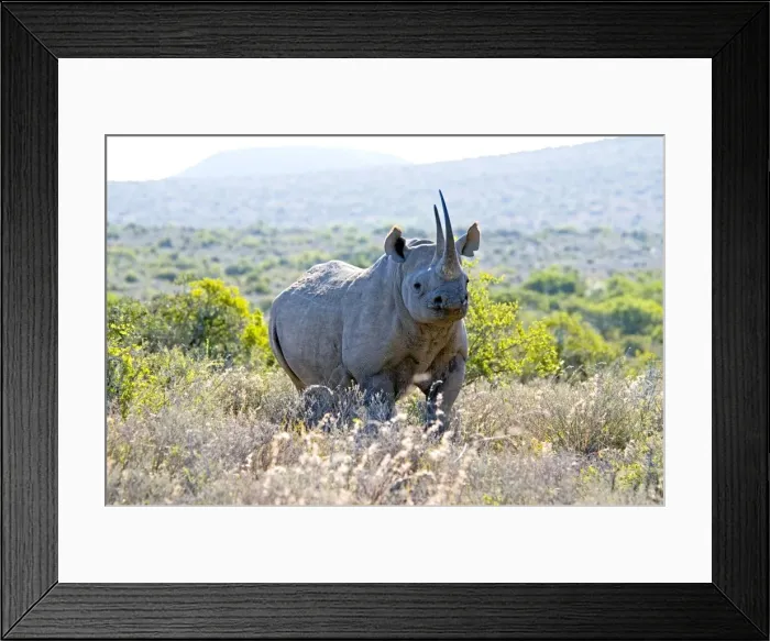 Framed Print : Black Rhinoceros - Sam Knott Nature Reserve - Eastern Cape - South Africa Framed Print : Black Rhinoceros - Sam Knott Nature Reserve - Eastern Cape - South Africa