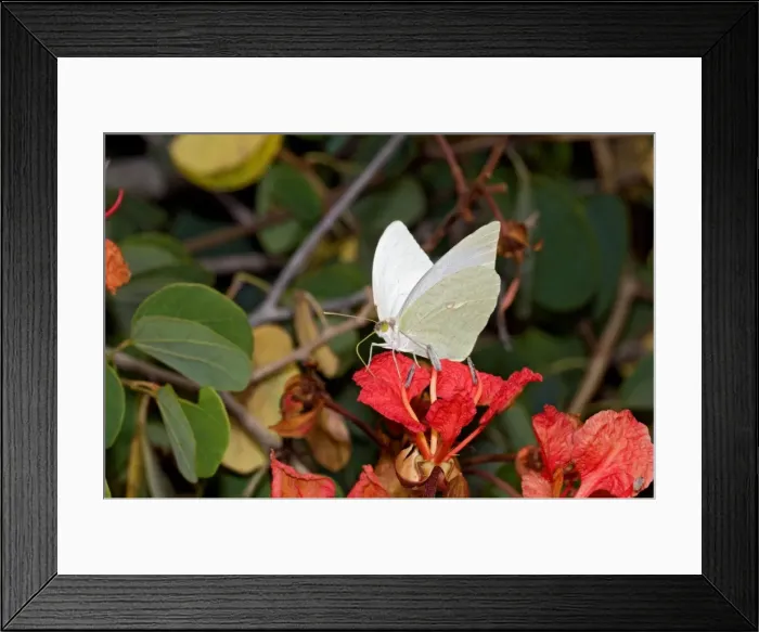 Framed Print : African Migrant / Common Vagrant Butterfly - male feeding on nectar from flowers of Pride-of-the-Cape (Bauhinia galpinii). Widespread in Africa, especially in arid savanna. Grahamstown, Eastern Cape, South Africa Framed Print : African Migrant / Common Vagrant Butterfly - male feeding on nectar from flowers of Pride-of-the-Cape (Bauhinia galpinii). Widespread in Africa, especially in arid savanna. Grahamstown, Eastern Cape, South Africa